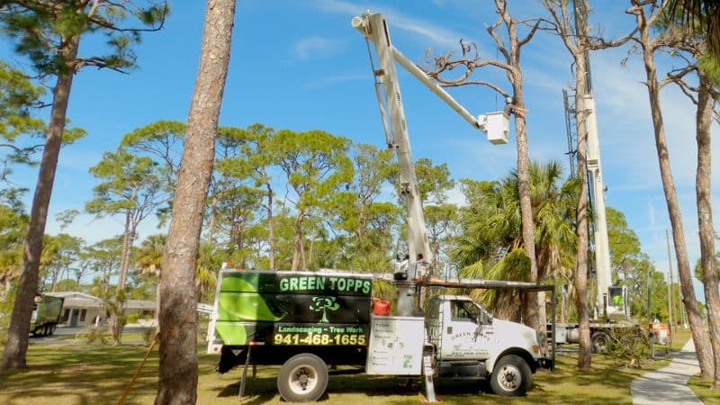 Green Topps bucket truck on a tree removal job in Venice, FL
